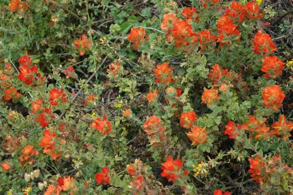 Soberanes Canyon 026.jpg